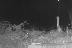 Romp of otters at the late