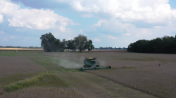 S680 Lilly full season beans